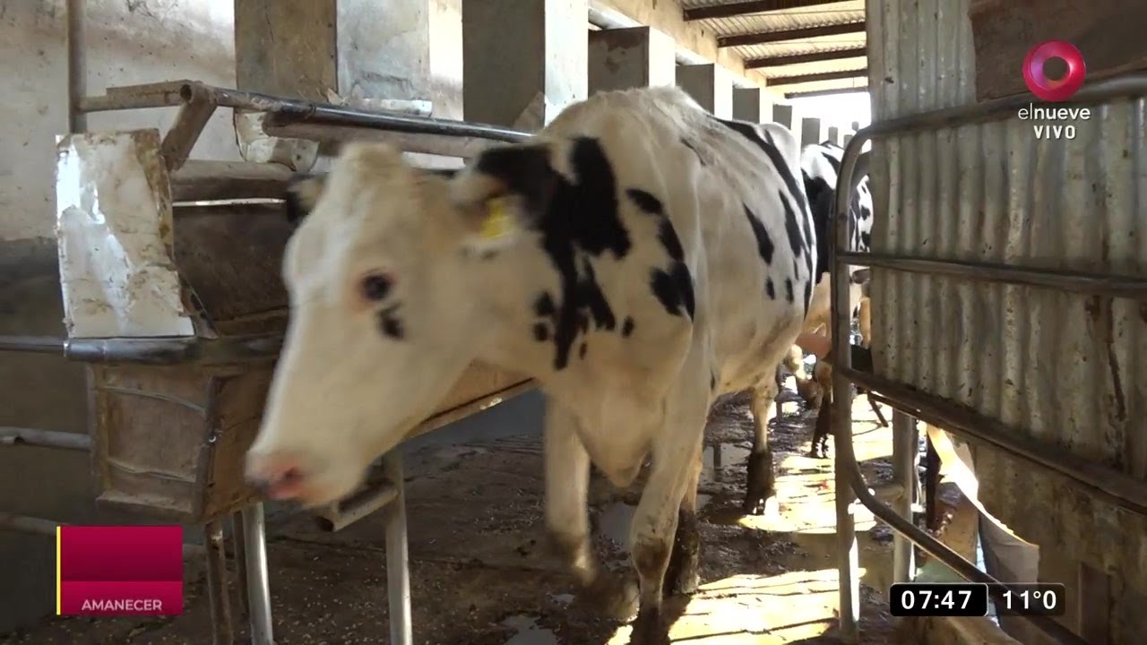C&oacute;mo se conforma el precio de la leche