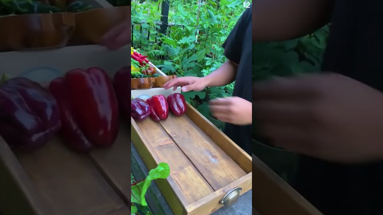 Skill tingkat dewa panen paprika dengan tangan kosong di kebun #shorts