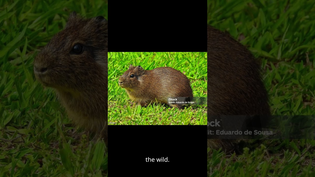 Guinea Pig Secrets: Surprising Facts You’ve Never Heard! 