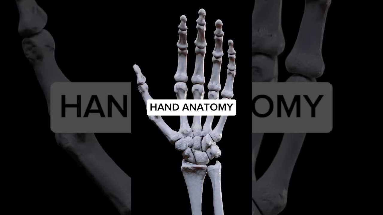 Hand anatomy like you&rsquo;ve NEVER seen before! #anatomy #3d #medical #animation