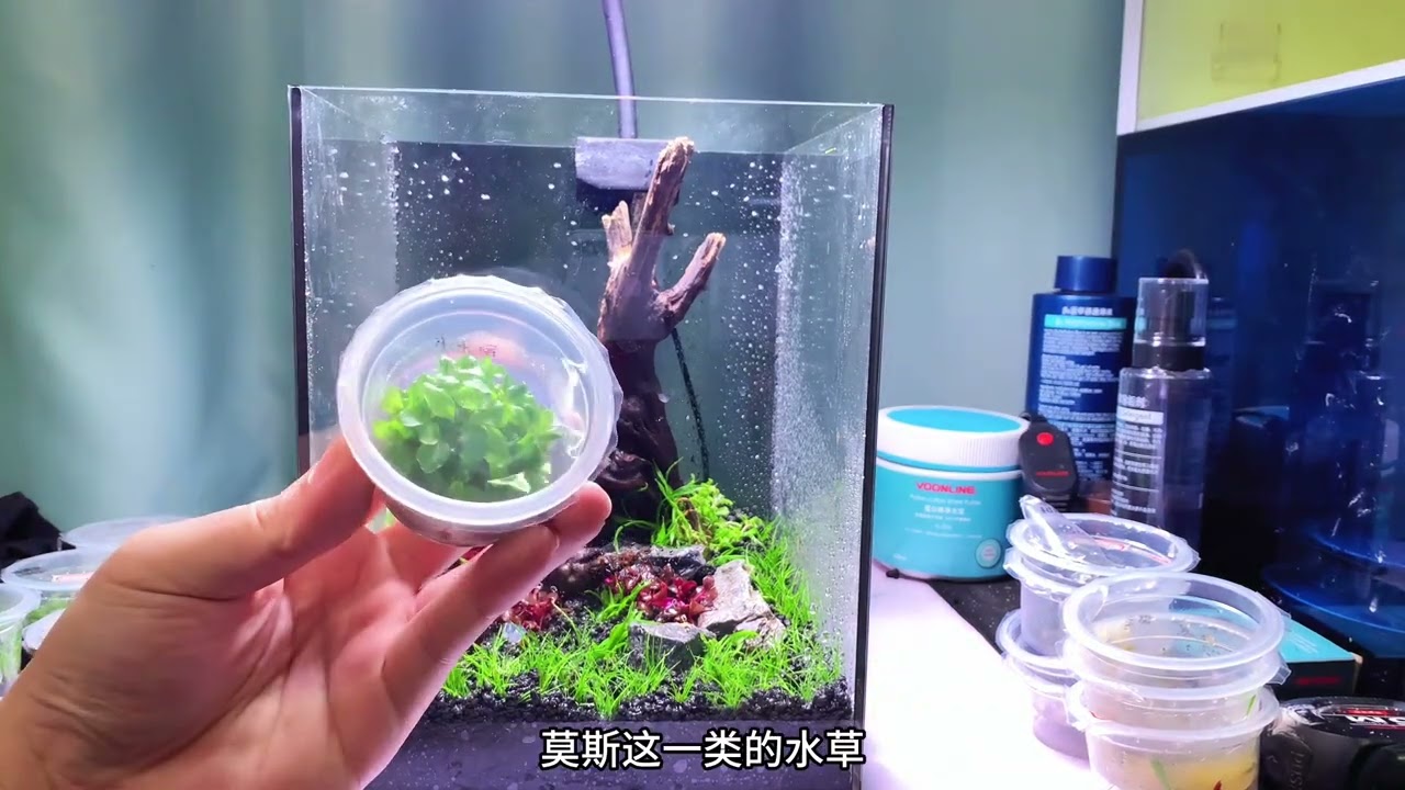桌面水草缸