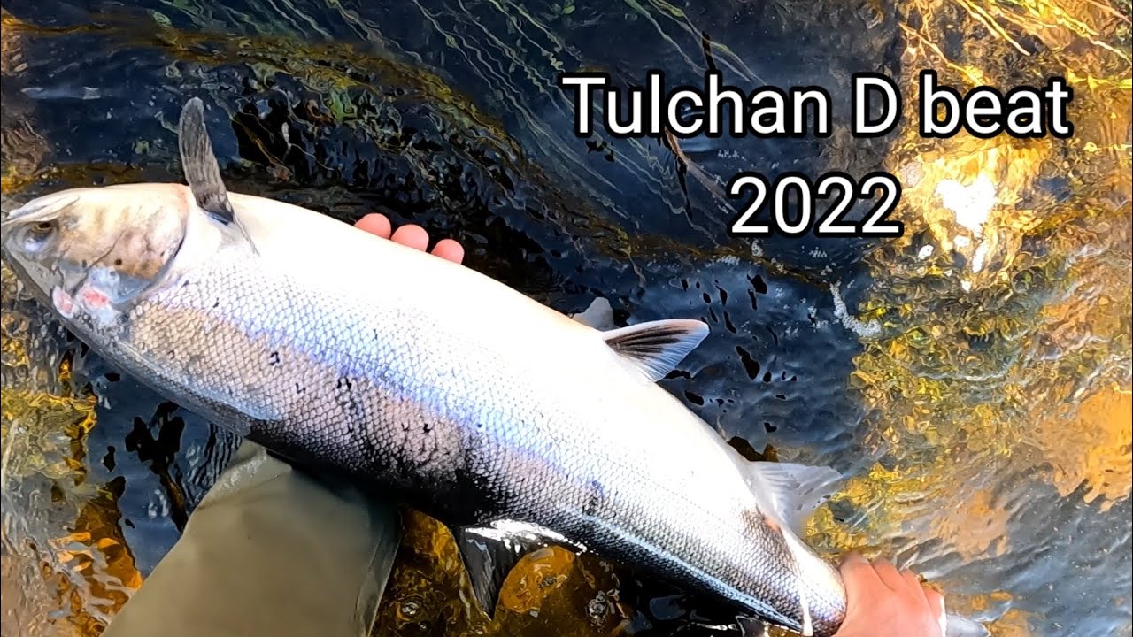 Tulchan D beat River Spey Salmon Fishing 2022
