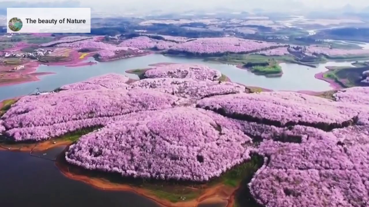 The Best flower garden in the world | God's gift | Switzerland| Nature is always beauty