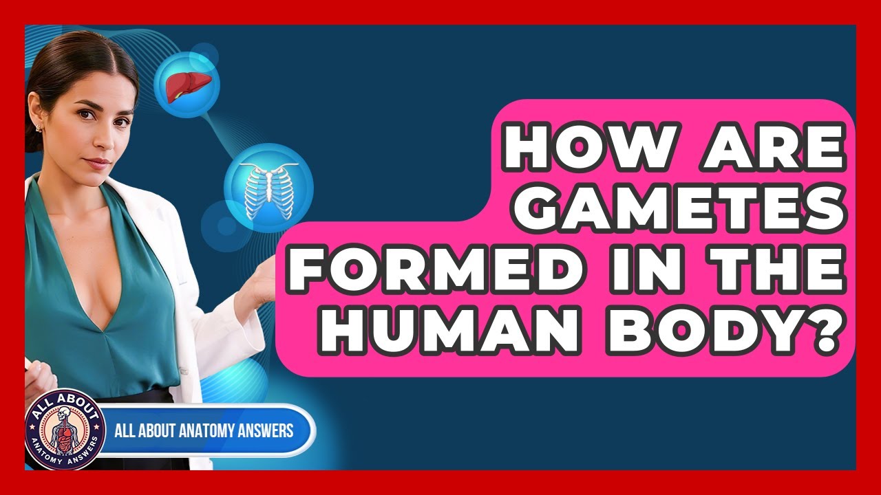 How Are Gametes Formed In The Human Body? - All About Anatomy Answers