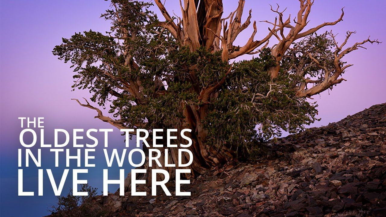 Photographing Amongst the Bristlecone Pines | Large Format Photography