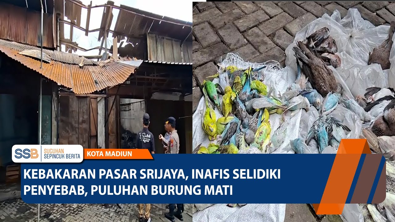 KOTA MADIUN – Kebakaran Pasar Srijaya, Inafis Selidiki Penyebab, Puluhan Burung Mati