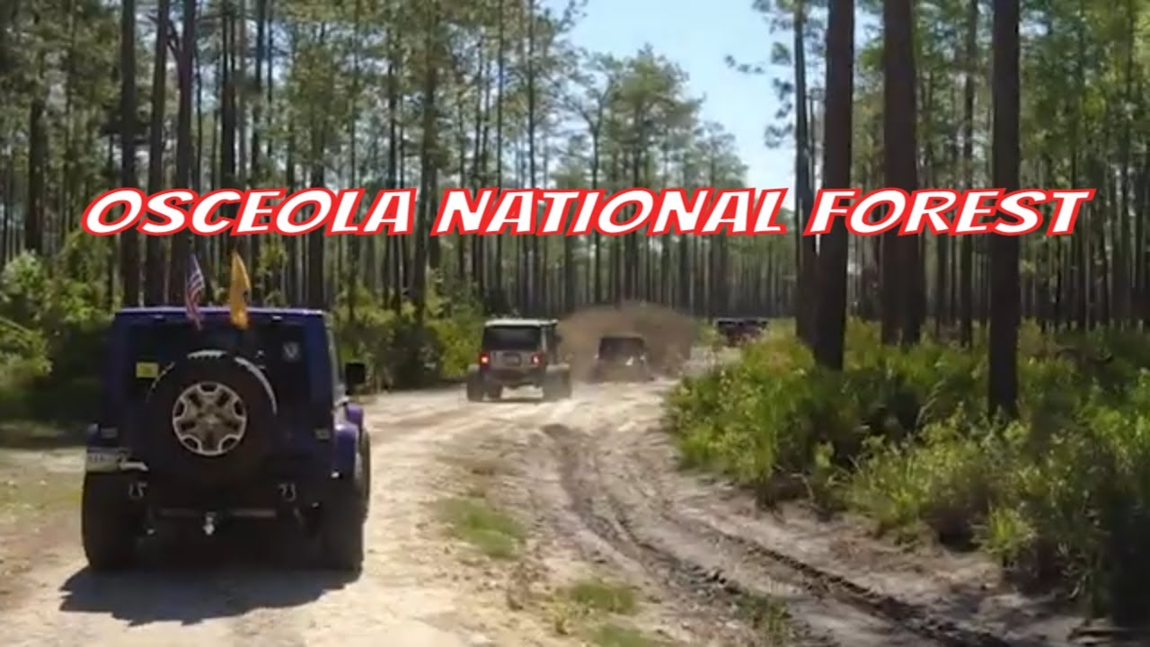 Osceola National Forest in Florida - Jeep Ride