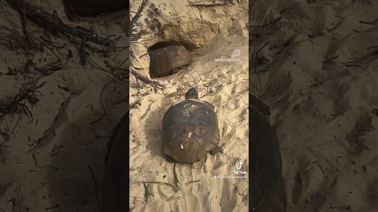 Gopher Tortoises!  #florida #gophertortoise #tortoise #reptile #conservation #herpetology #epic