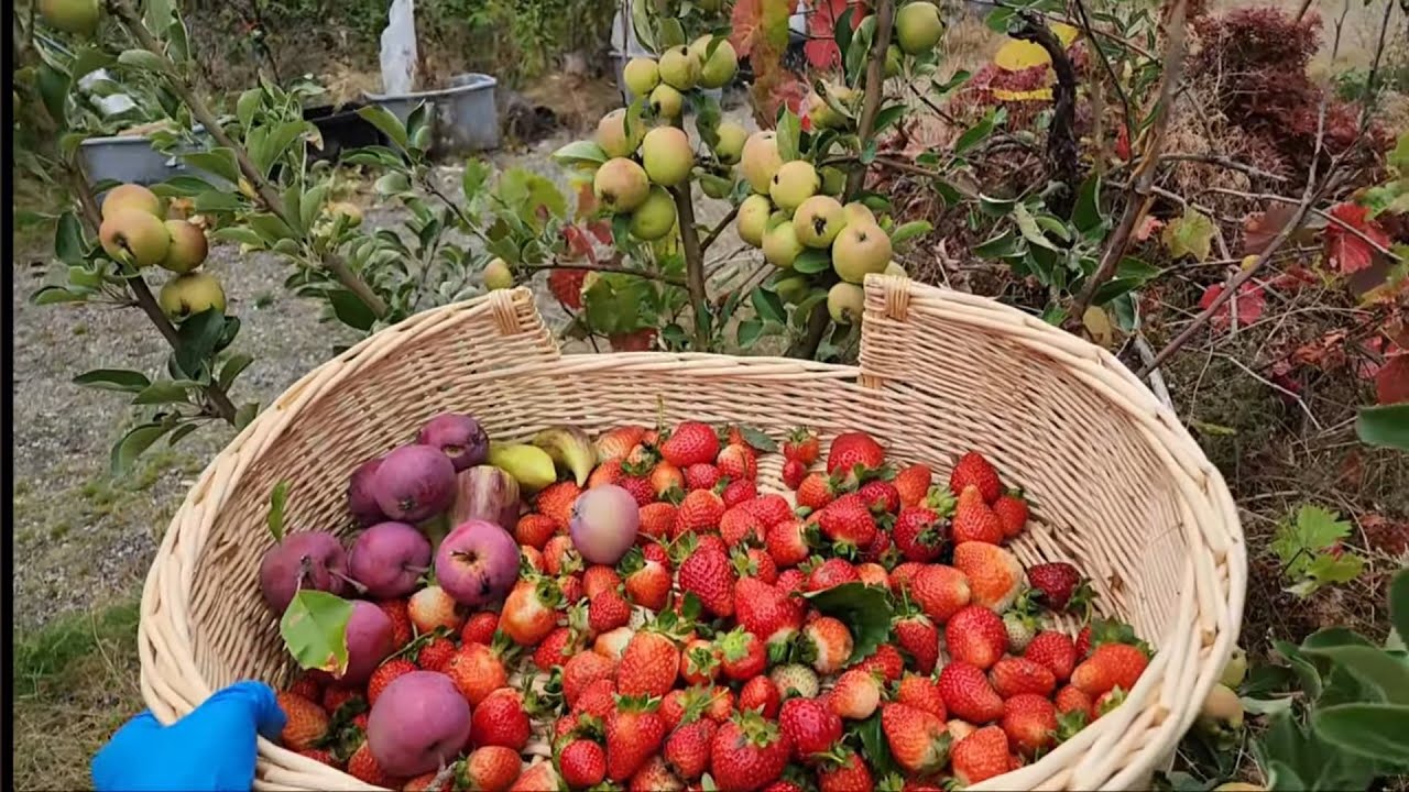 Hái dâu tây triệu view, táo tím ruột hồng, ớt giant tím ,vườn mê hái Vinh Nguyen Thi.,,