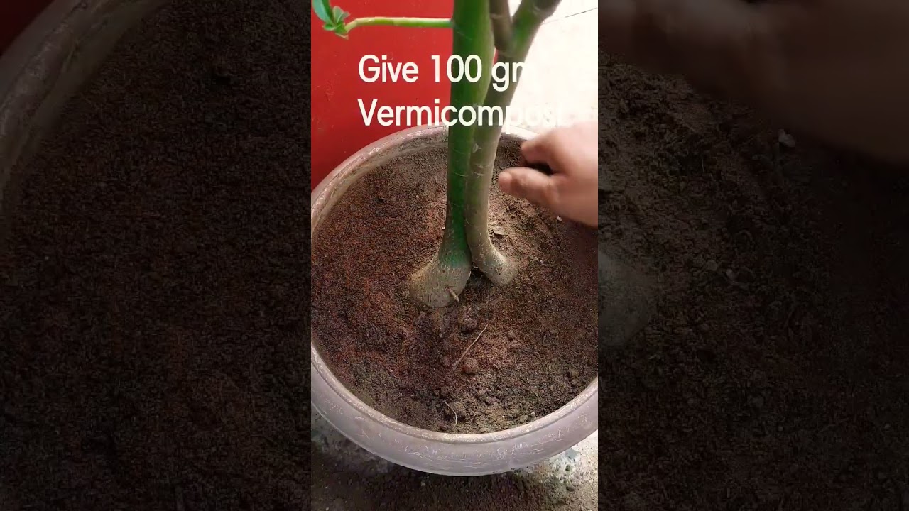 The right way to give vermicompost in plants #shorts