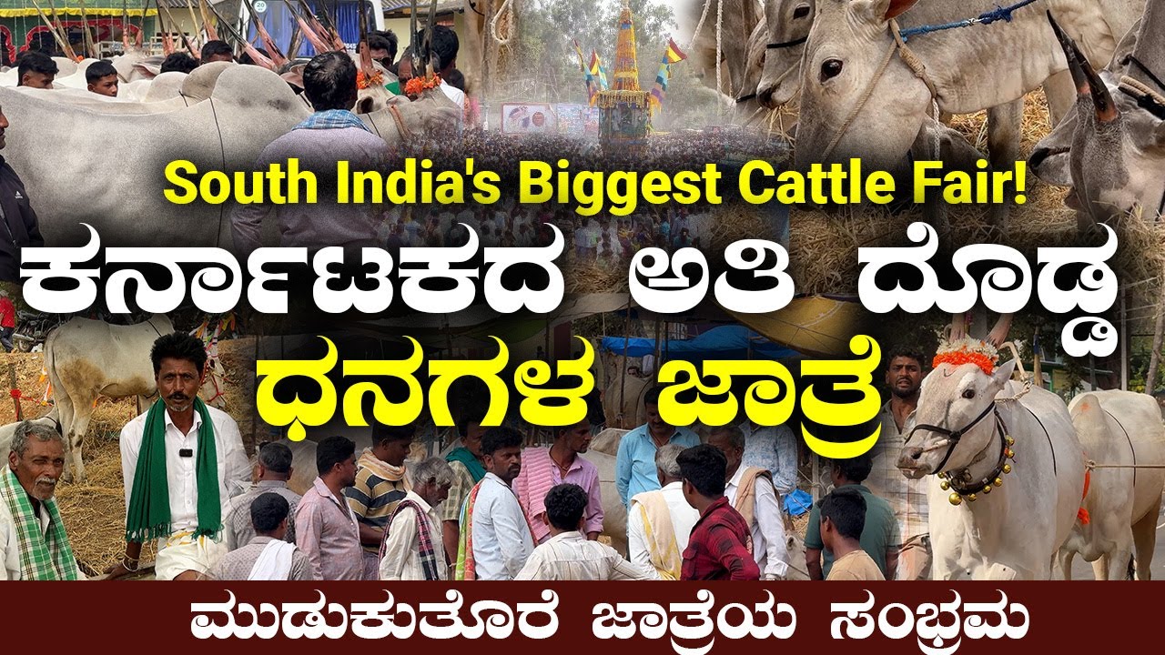 ಮುಡುಕುತೊರೆ ಜಾತ್ರೆಯ ಸಂಭ್ರಮ | Mudukuthore jatre in kannada | ಧನಗಳ ಜಾತ್ರೆ | India's Biggest Cattle Fair