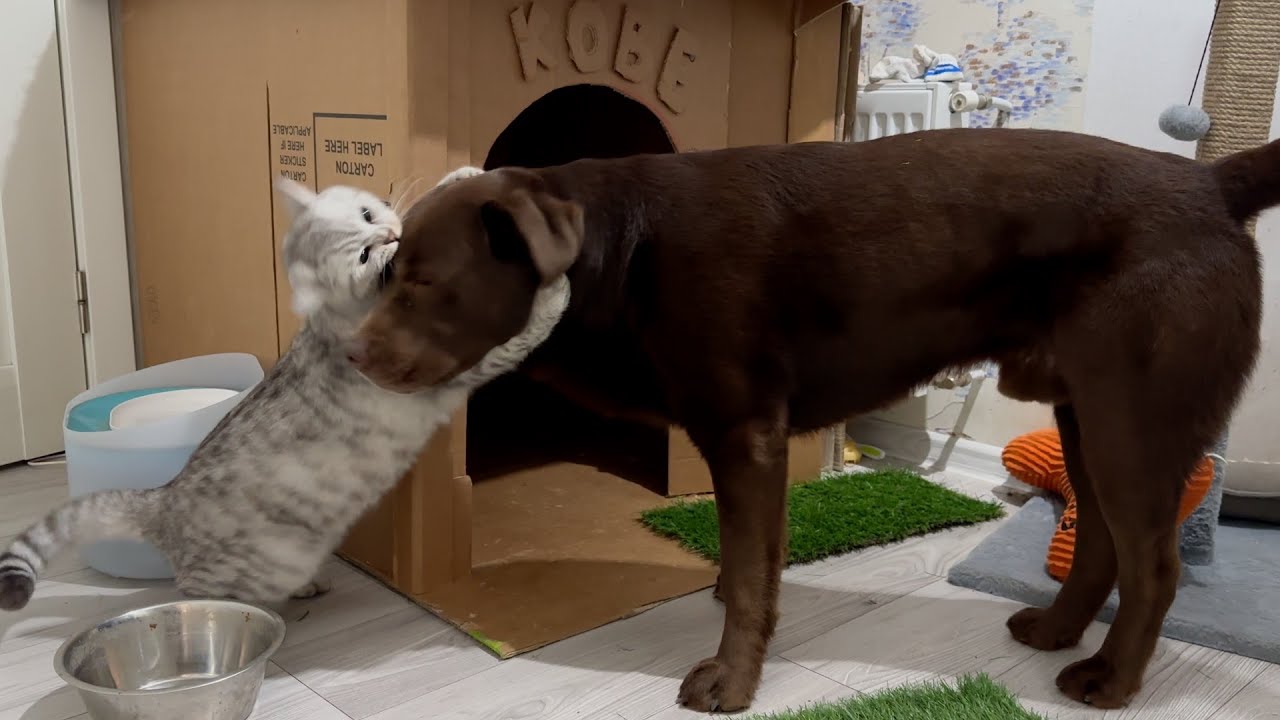 Cat Loves Two Hug His Giant Furry Friend!