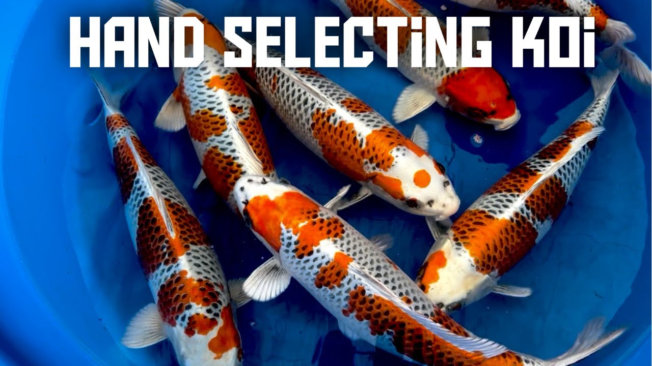 HAND PICKING MY FAVOURITE KOI IN JAPAN AMAZING QUALITY