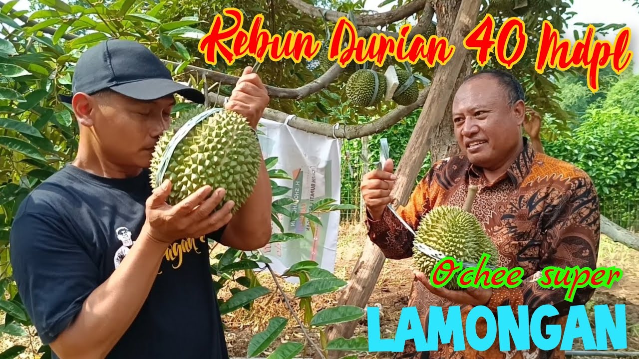 LAMONGAN HAS A DURIAN GASSS GOODNESS