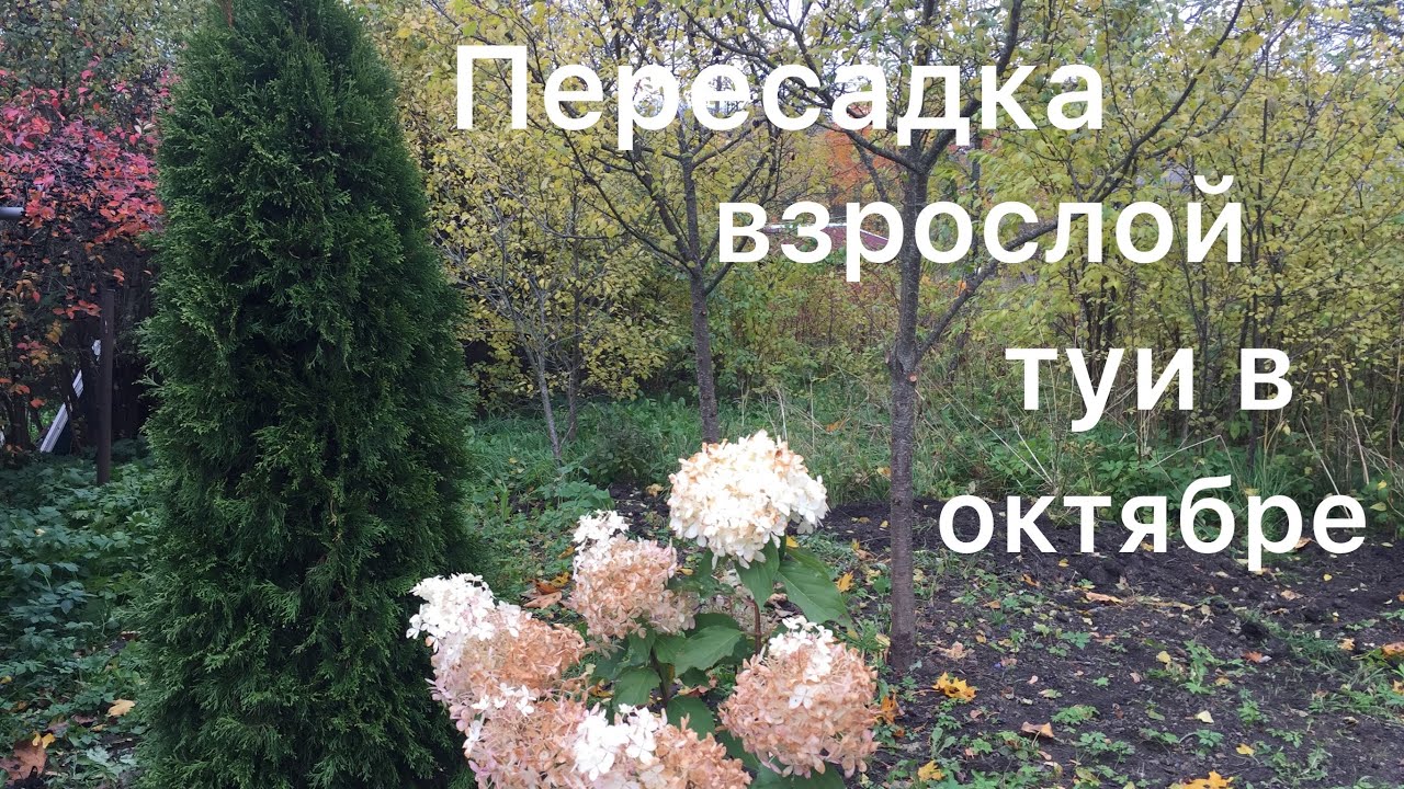 ПЕРЕСАДКА ВЗРОСЛОЙ ТУИ В ОКТЯБРЕ. Освобождаю место для гортензии Лайм Лайт🌸