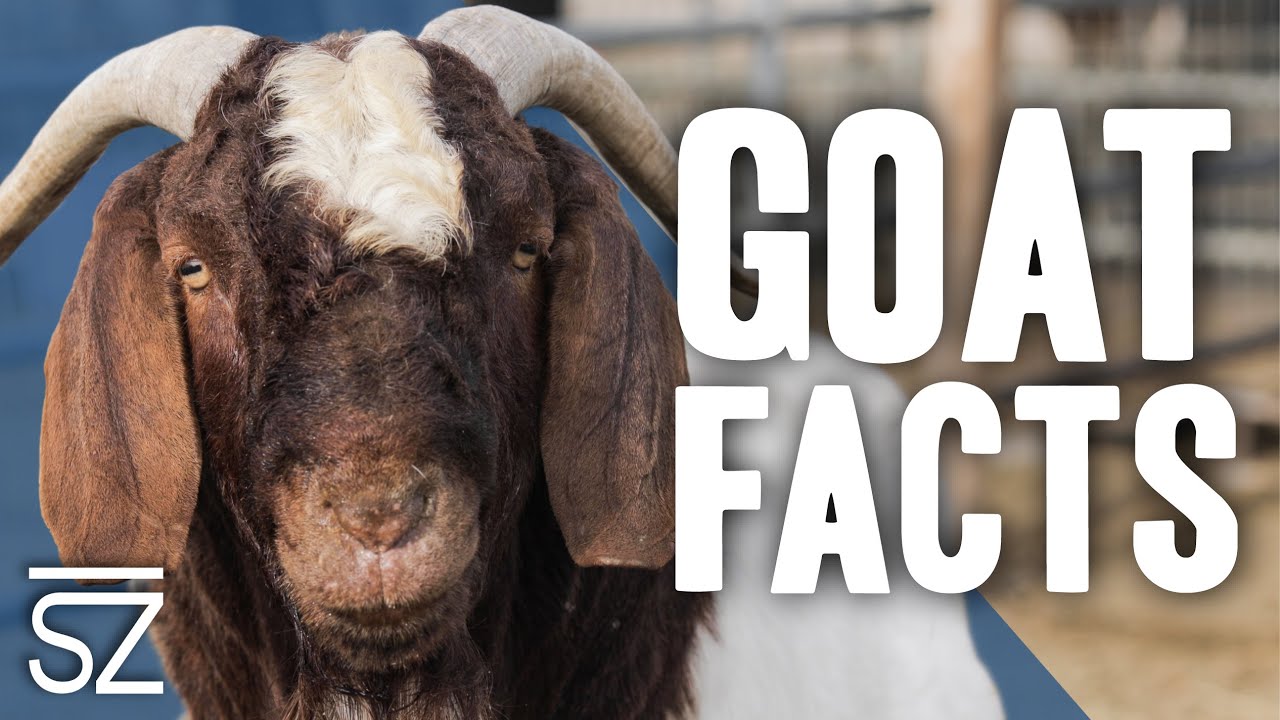 5 Things You Never Knew About Goats