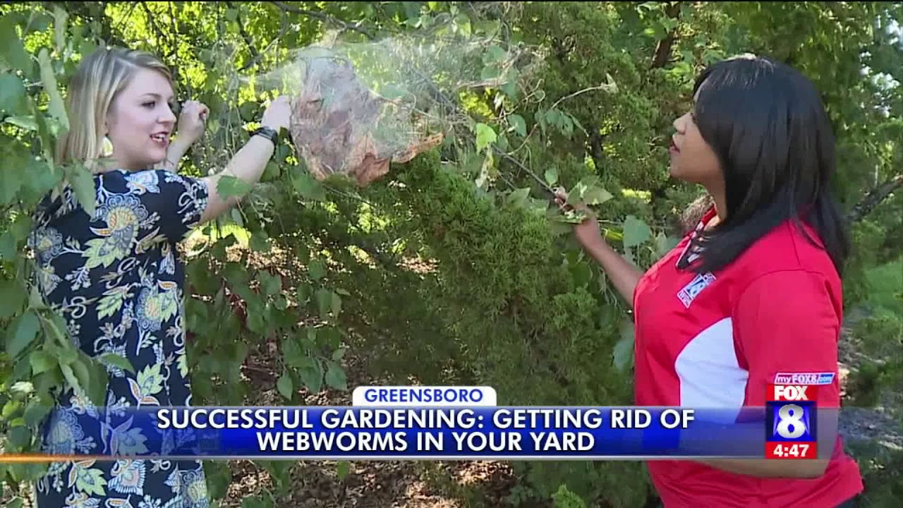 Getting rid of the webs on your trees