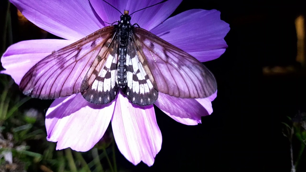 Glasswing butterfly