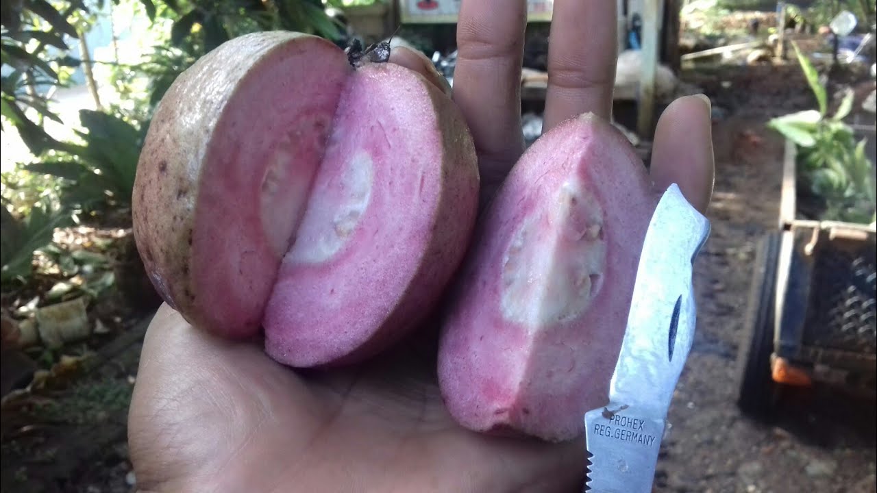 Jambu australi/jambu ungu