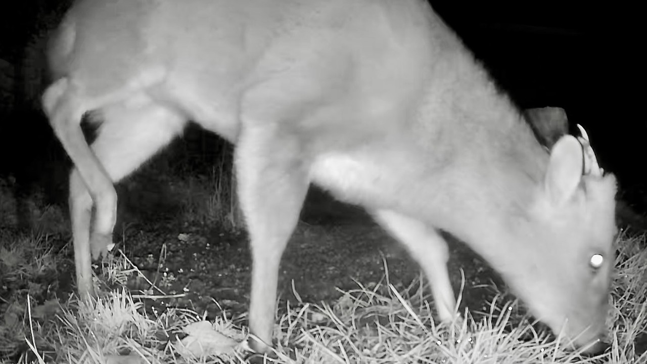 Wild Garden Diary March 14th-15th