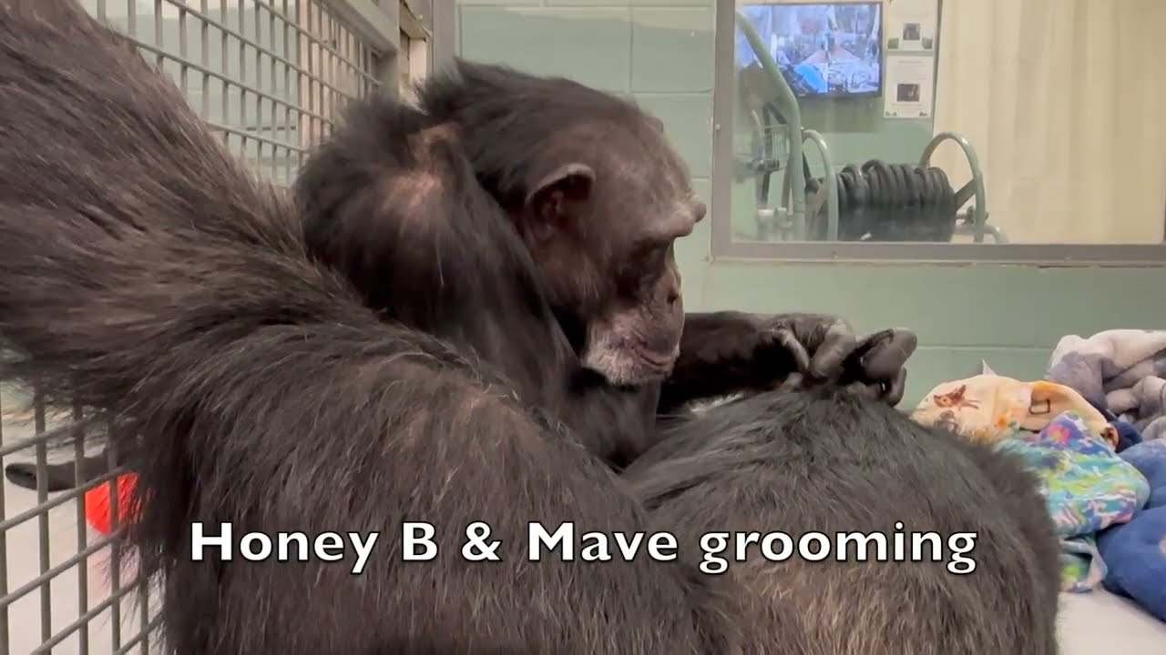 Grooming with Friends