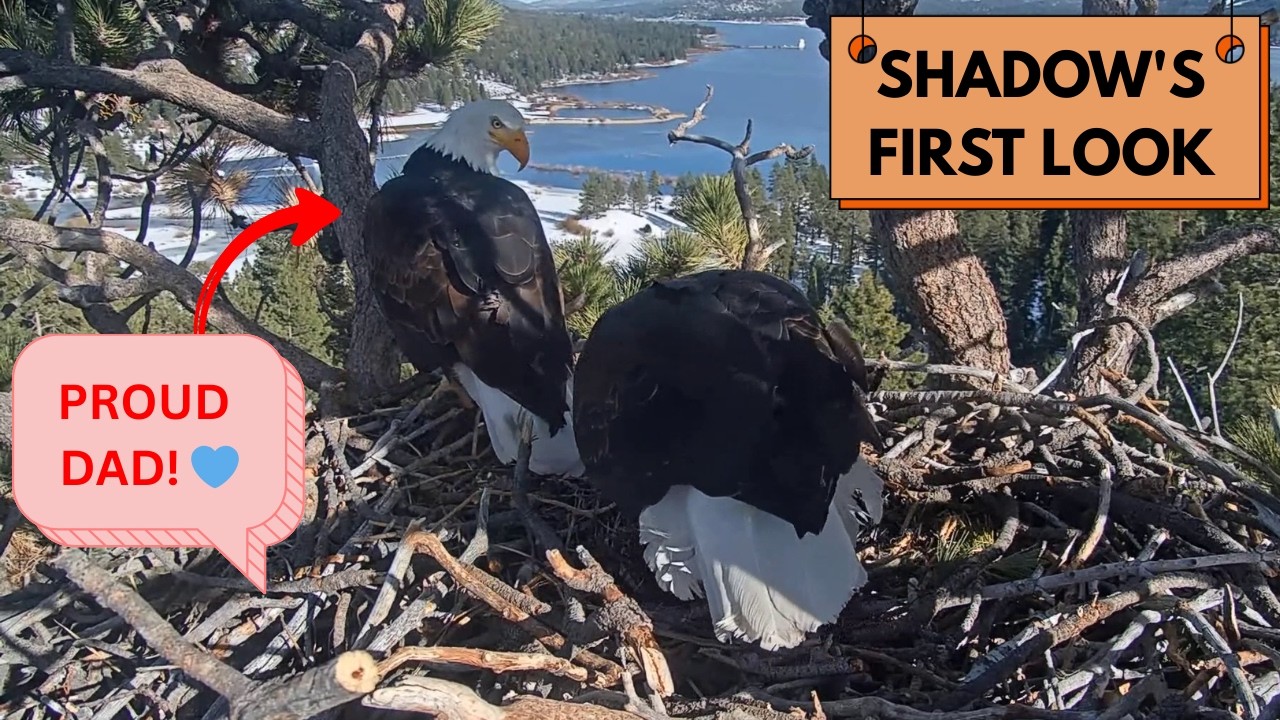 Proud Dad! 🦅 Shadow Sees the 3rd Egg for the First Time - His Reaction! | Big Bear Eagles 2026