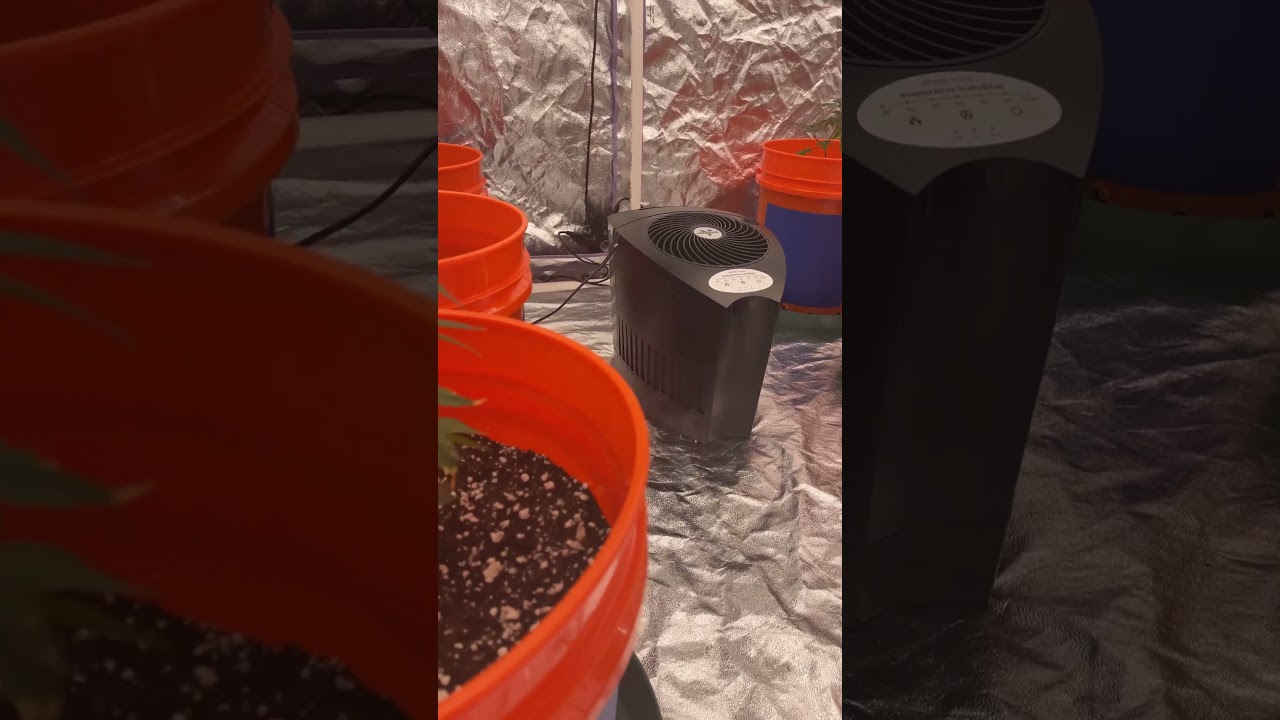 HUMIDIFIER FOR GROW TENT!!