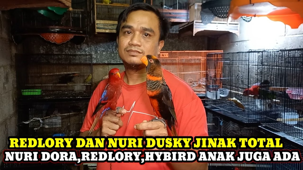 SIDAK HARGA BURUNG PARUH BENGKOK DAN BURUNG GACORAN DIKIOS JBS/ARIS JABRIK PASAR BURUNG PRAMUKA