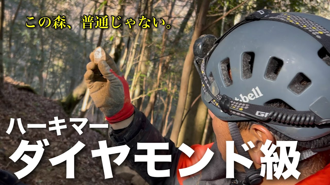 深い森の中を探索し、自然の輝きを追い求める。