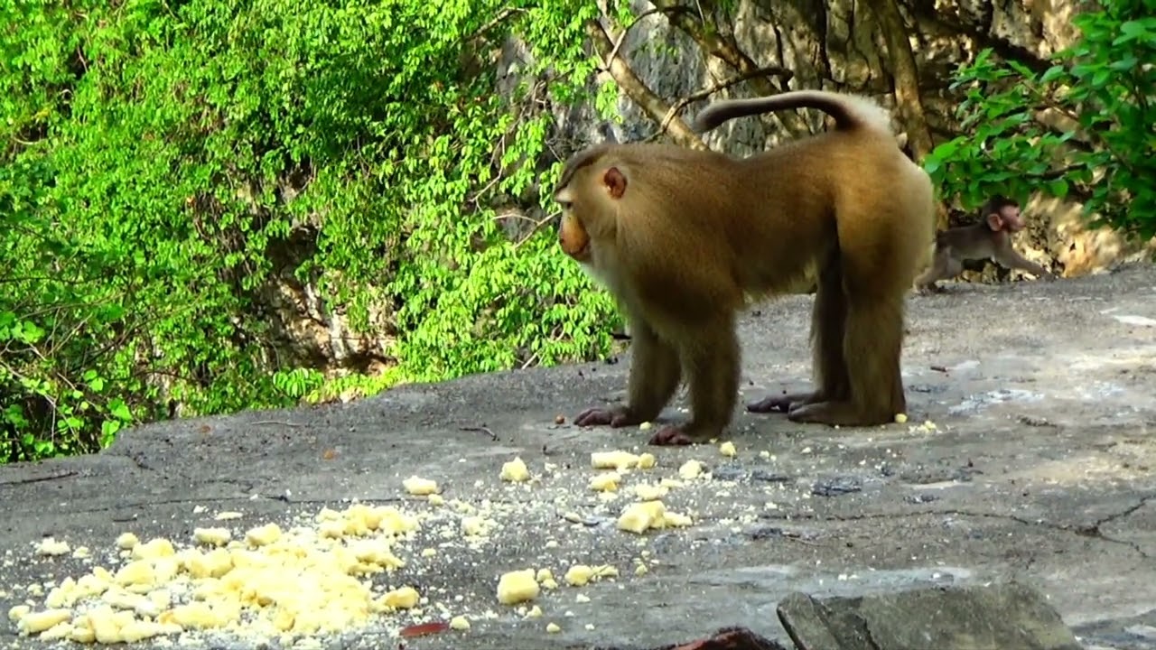 Monkey need food