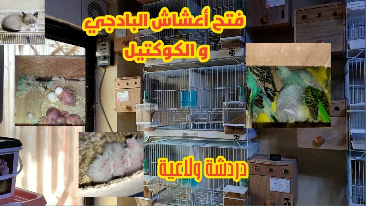 فتح أعشاش البادجي و الكوكتيل و جولة داخل غرفة الطيور.