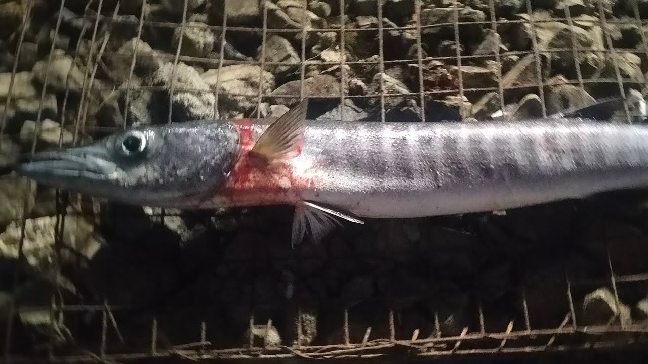 Lagsoy Tv official is live!Sunday live fishing