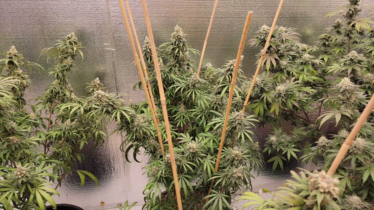 Last Few Weeks in Bud Room with the Medic Grow Ez8 And Fold8
