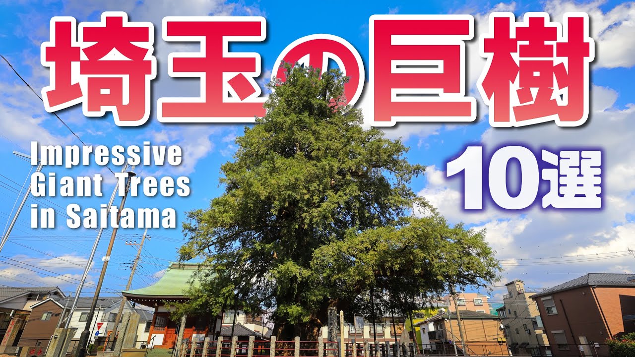 【圧巻】埼玉県の巨樹10選 | 10 Giant Trees to Visit in Saitama, Japan