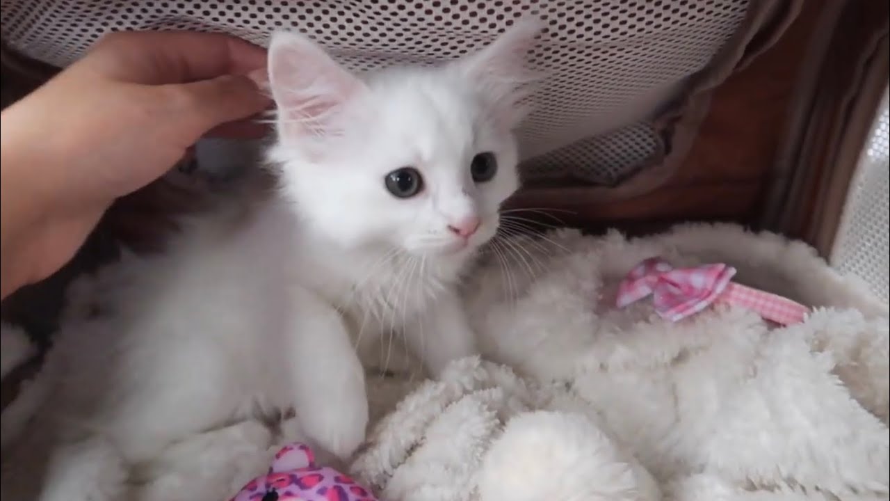 Surprise!! Picking up our second Tukish Angora X Ragdoll kitten 🥹🥰 | Ellen Elizabeth ♡