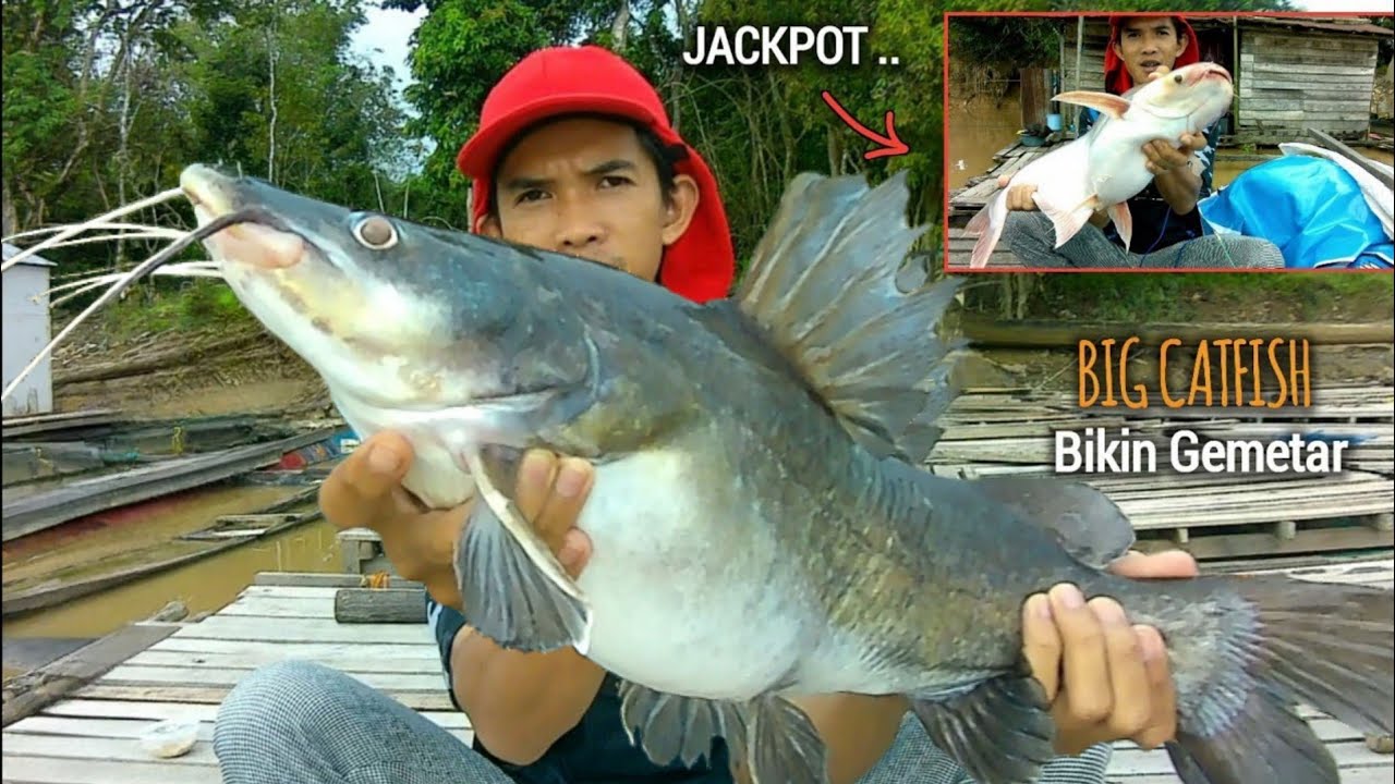 Rezeki Nomplok !! Mancing Baung Babon Umpan Kucur Yt kahayan Jackpot patin Super