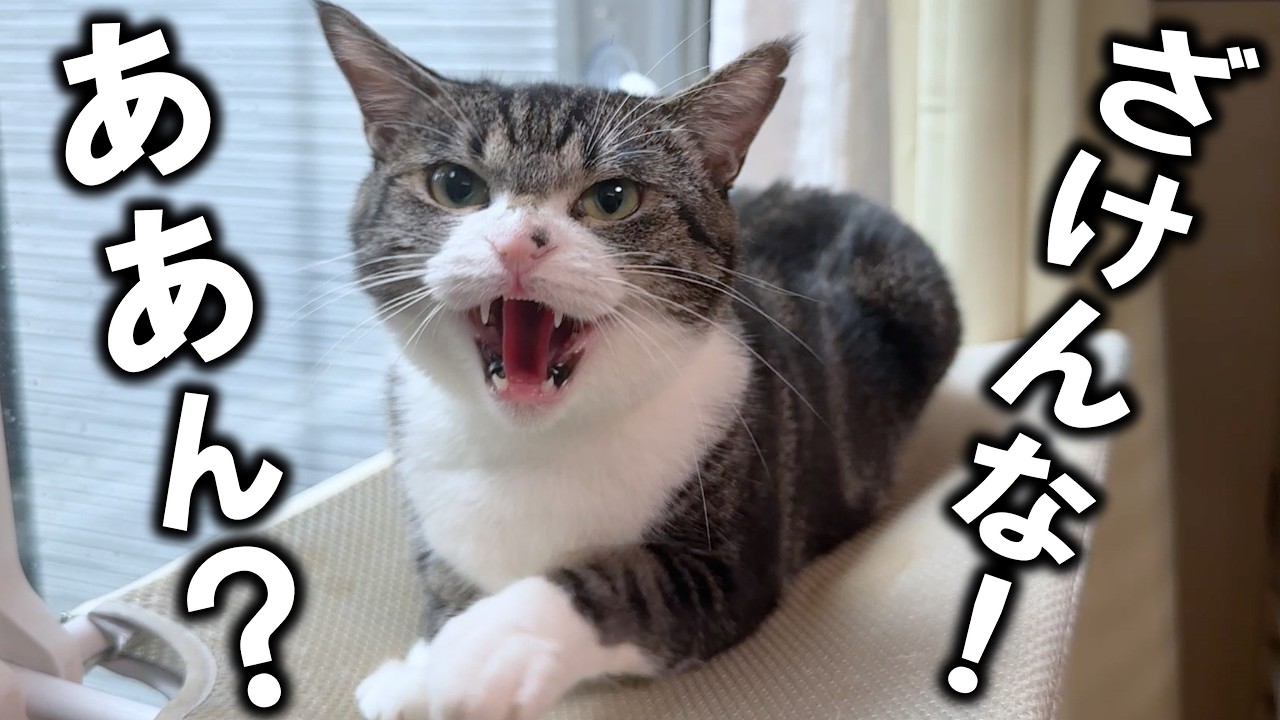 凶暴な保護猫の人馴れ訓練！半年一緒にいても触らせてくれません