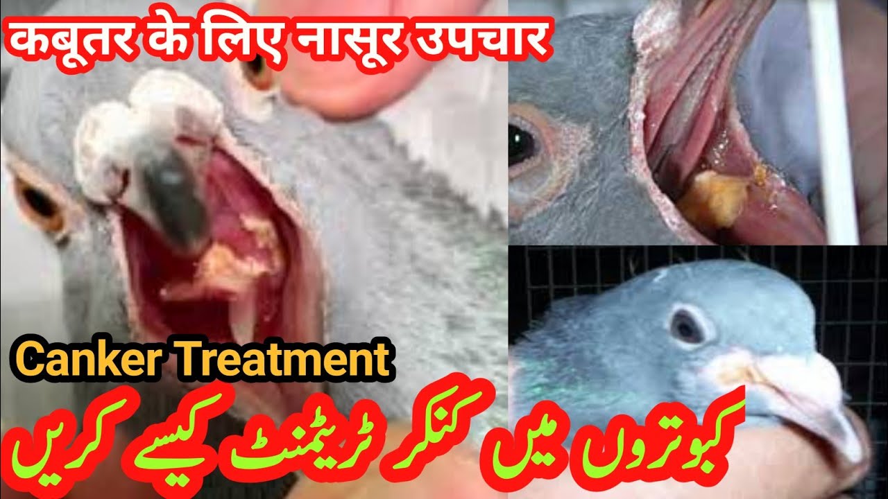 Canker Treatment For Pigeons  Pigeon Canker Treatment  Zaher Baad Ka Ilaj  Pigeon Bacterial Diseases