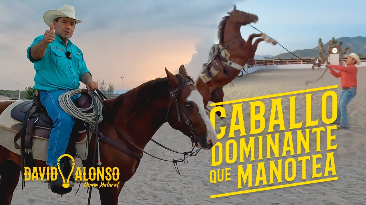 Caballo Dominante que Manotea (por miedo y dolor)