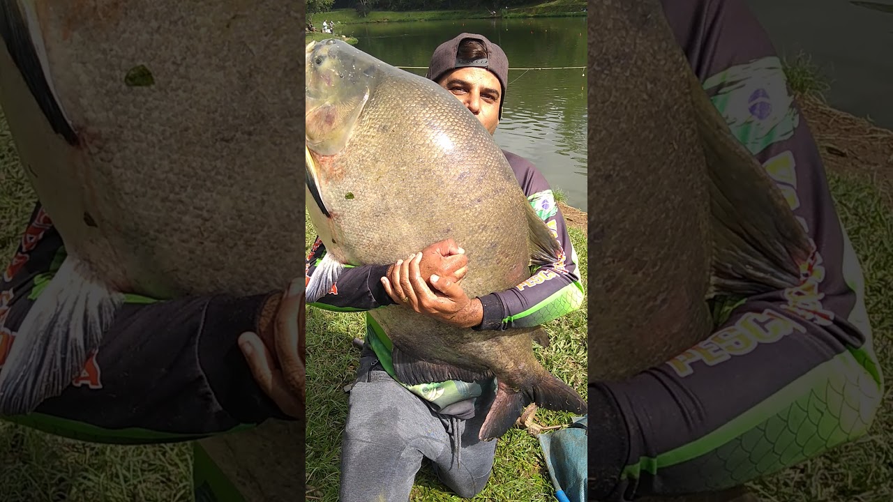 Ser&aacute; que da 30NTA/PESQUEIRO UEDA