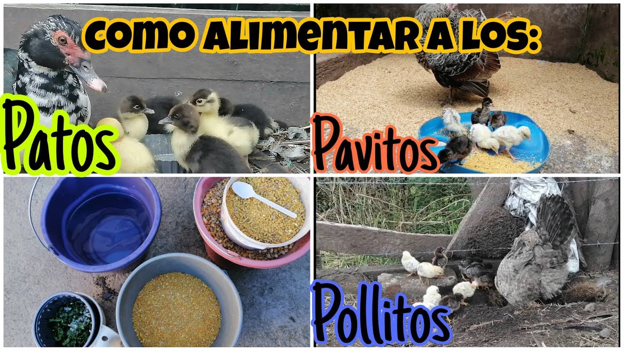 Alimentación y cuidados para patos, pavitos y pollitos recién nacidos