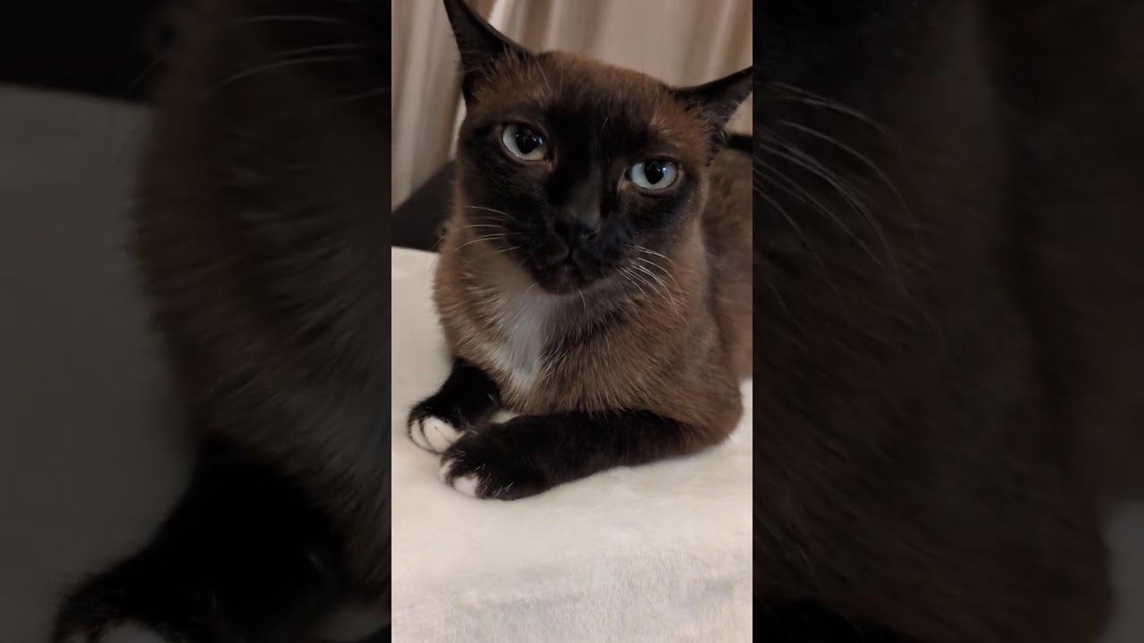 Sammi: feat. Dolly - Sammi’s Favourite Female Vocalist - Cat 