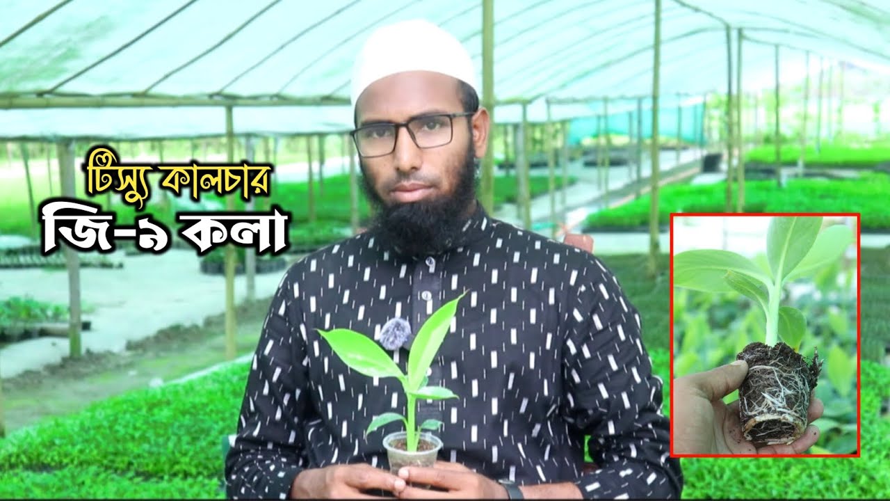 জি 9 টিস্যু কালচার কলার চারা পাইকারি বিক্রি । G9 Tissue Culture Banana Seedlings জি ৯ কলা চাষ পদ্ধতি
