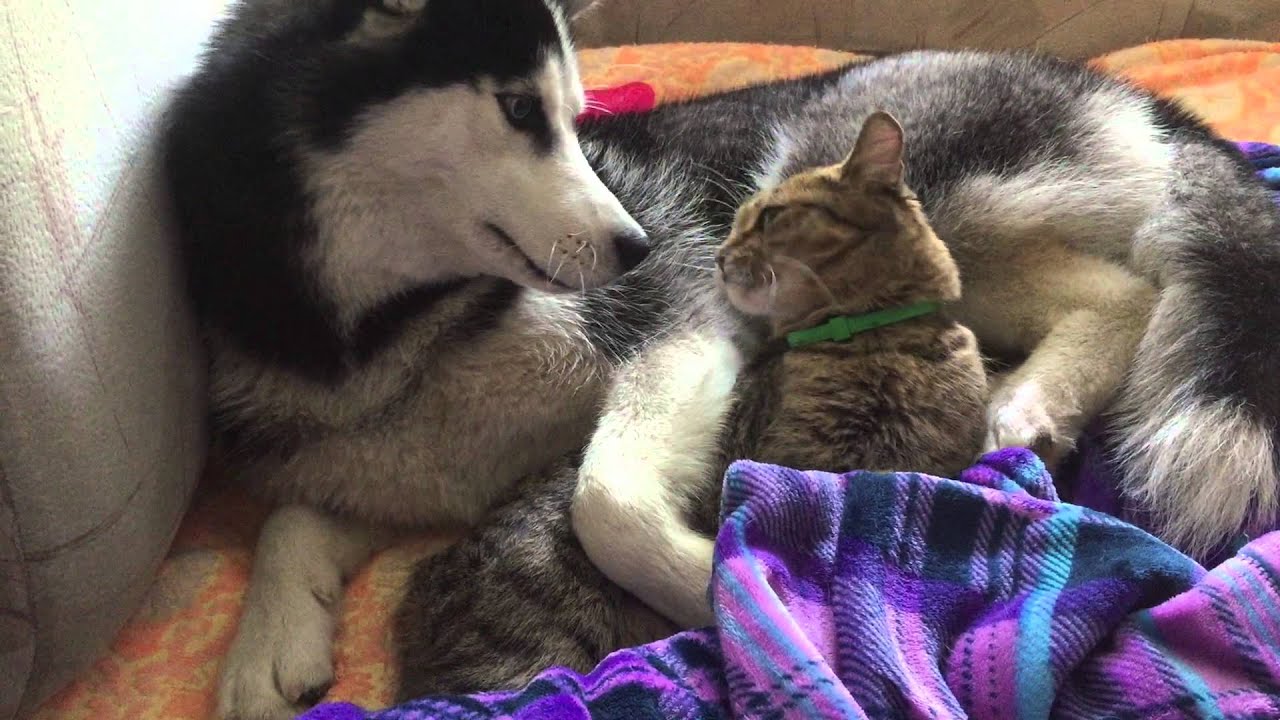 Love is... When the cat kisses husky