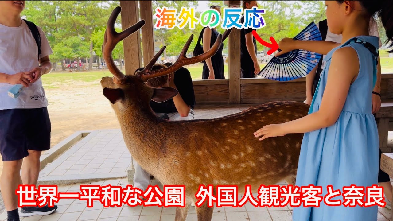 世界一平和な公園 外国人観光客と奈良Nara Park deer 🦌 in japan