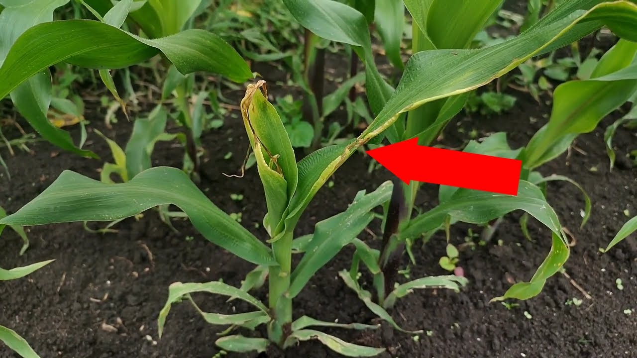 🔴Como combatir plagas en el maíz | plaga desconocida de hongos bacterias en mi cultivo | identificar