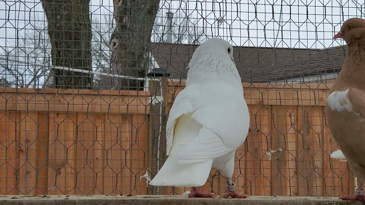 Rollers pigeons white