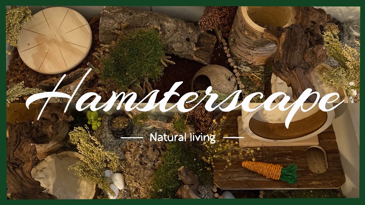 Hamsterscaping forest setup