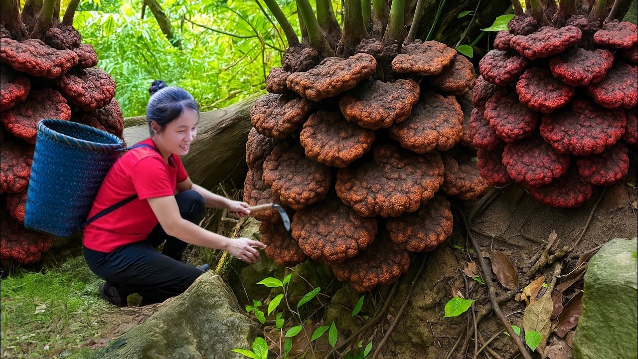 Harvest Wild Horseshoe Mushrooms Grow On Palm Tree Trunk Goes to market Sell | Susan Daily Life
