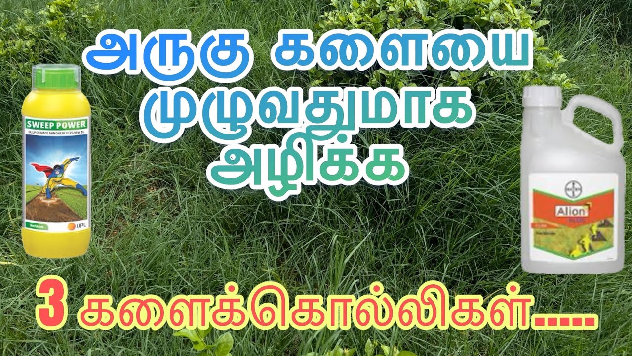 அருகுகான சிறந்த களைக்கொல்லி #herbicide #sweeppower #bayer #vivasayam #upl #vivasayam